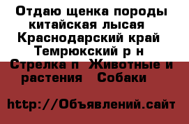 Отдаю щенка породы китайская лысая - Краснодарский край, Темрюкский р-н, Стрелка п. Животные и растения » Собаки   